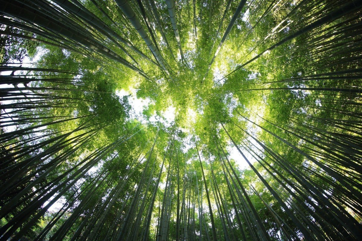 Read more about the article Navigating Dissociation in the Healing Journey of Complex PTSD