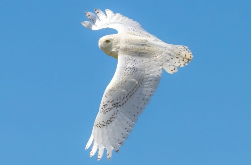 fight-or-flight-response-ptsd-cptsd