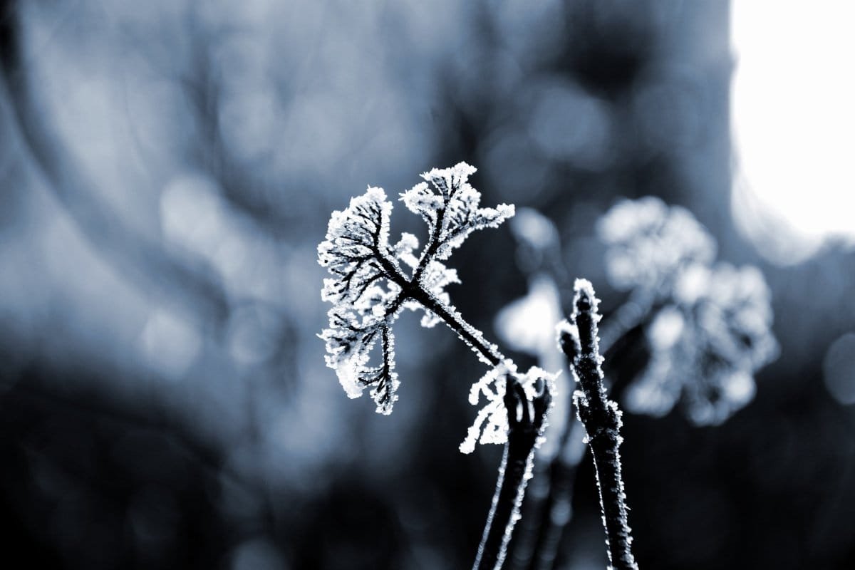 Read more about the article How Your Complex PTSD Freeze Response Screws You and Protects You at The Same Time